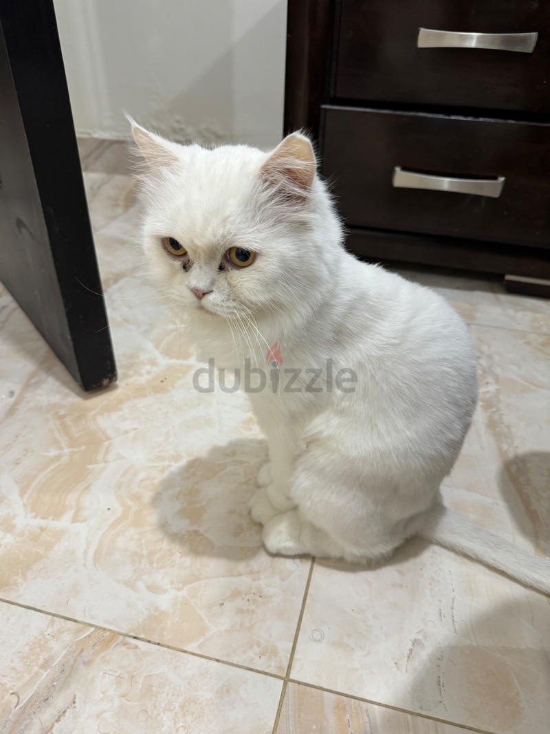 Male cats sales for sale