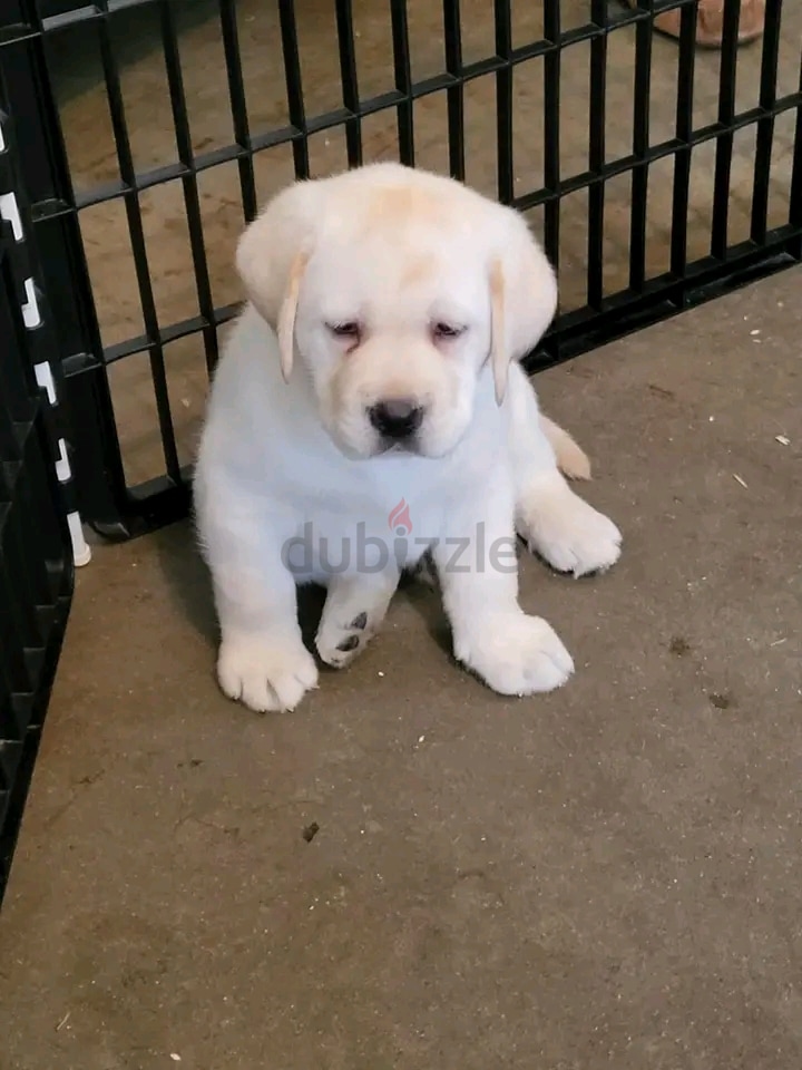 Labrador best sale retriever adoption