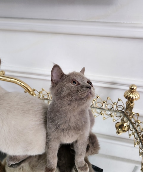 British shorthair sales cats for rehoming