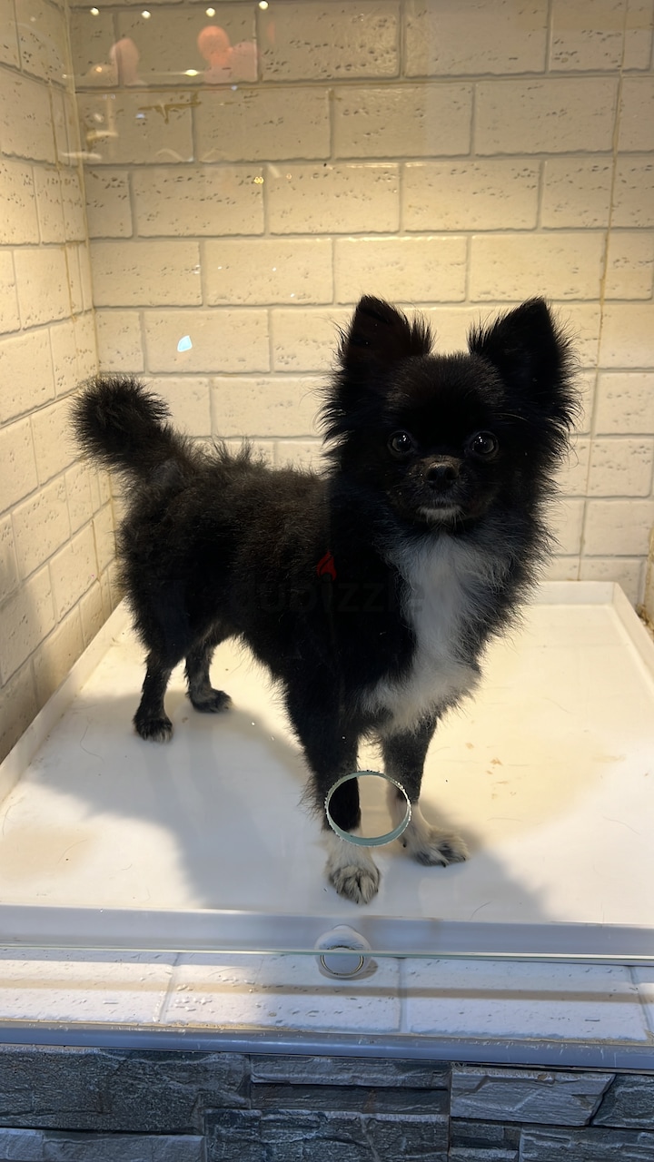 Pomeranian and chihuahua sales mix for sale