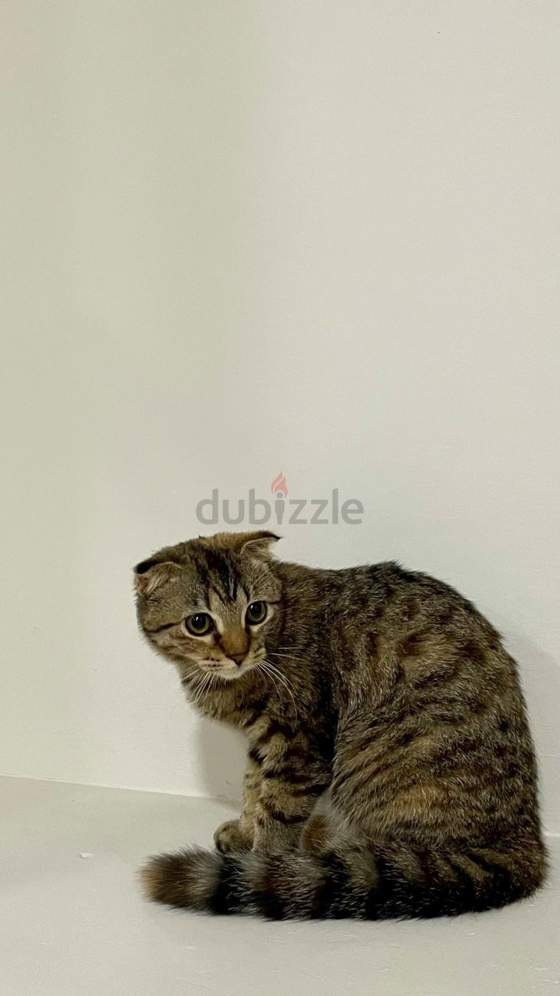 Cats for clearance adoption dubizzle