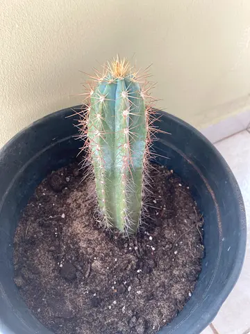 Plant