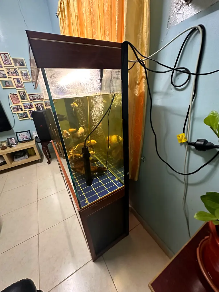 Large Aquarium for Sale
