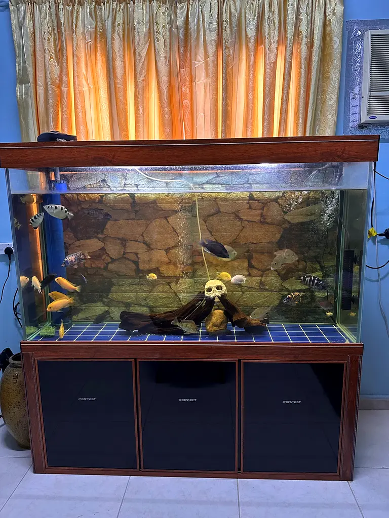 Large Aquarium for Sale