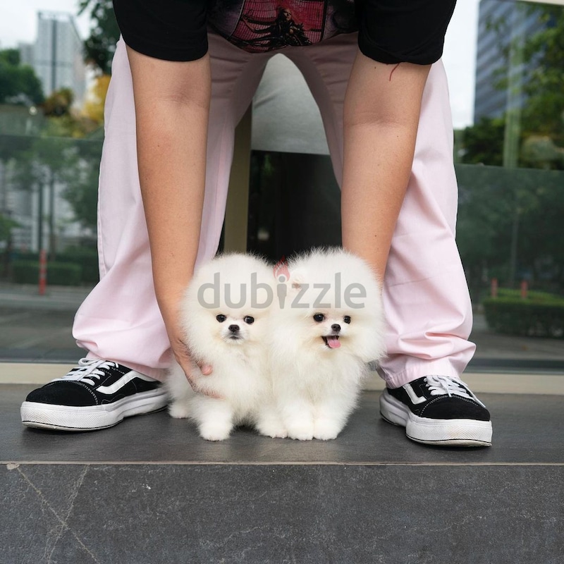 Parti deals pomeranian puppies