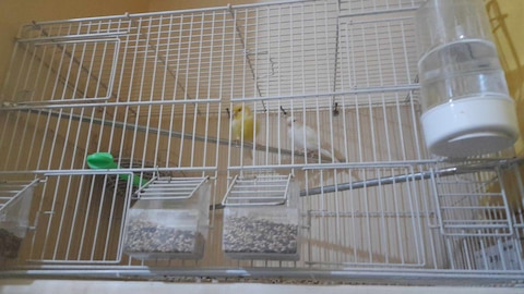 Canary bird outlet supplies