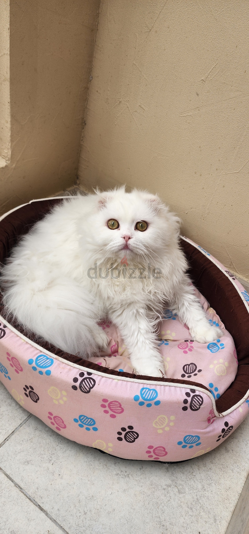 Buy sales persian kitten