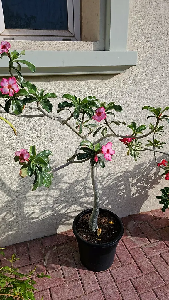 Beautiful Garden Plants for Sale (Reduced Price , Clearance Sale