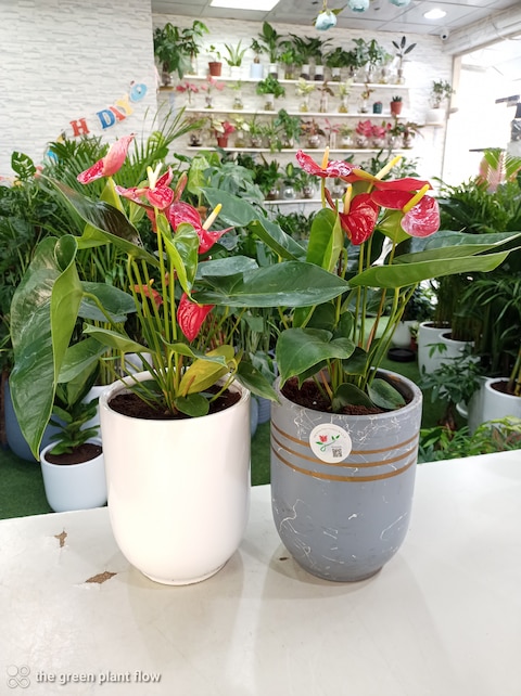Anthurium indoor plants