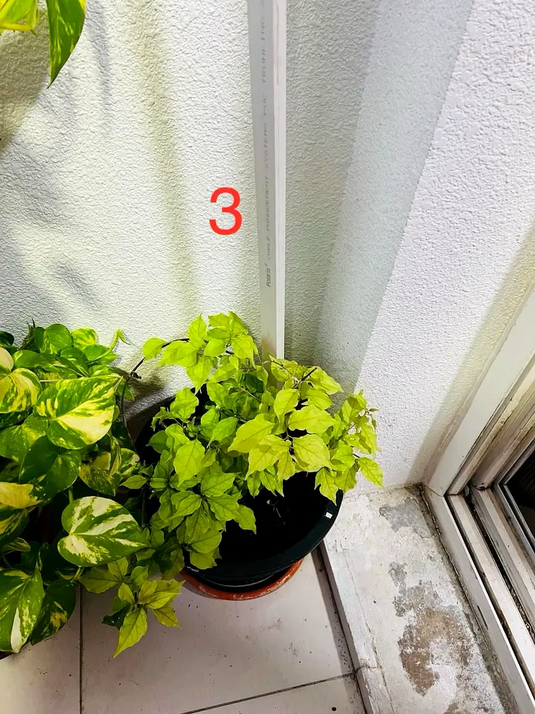 Indoor Plant Duranta Erecta