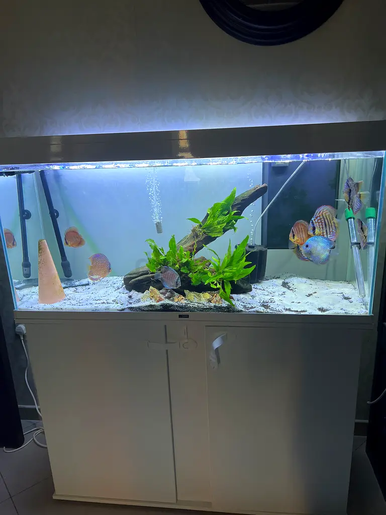 Fish tank aquarium for sale