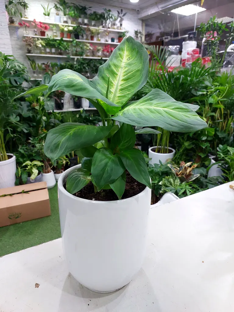Dieffenbachia Plant (Indoor)