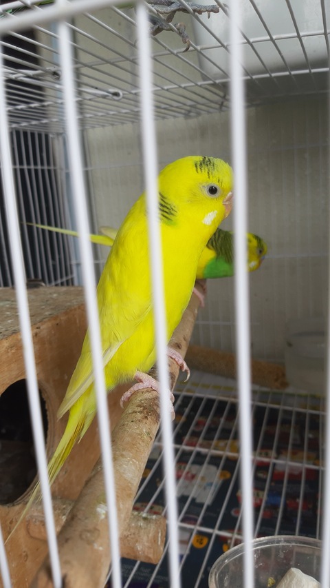 Parakeet birds for sale near me sale