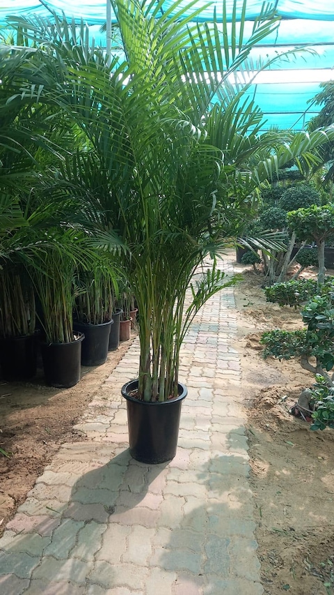 Areca palm big
