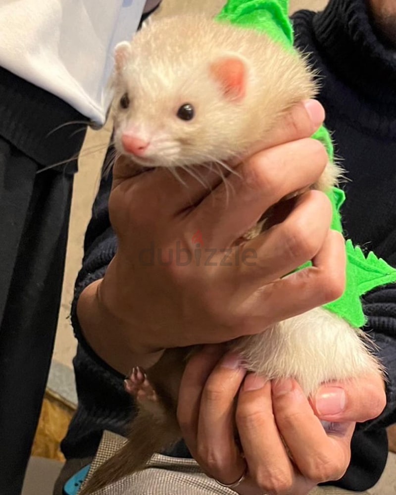 Ferrets for hot sale adoption