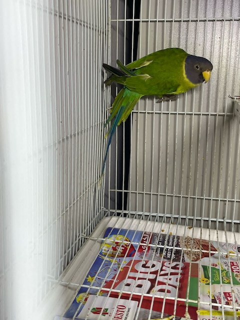 Parakeet adoption store