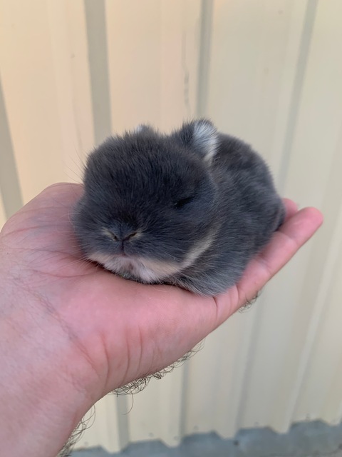 Lion lop best sale rabbits for sale