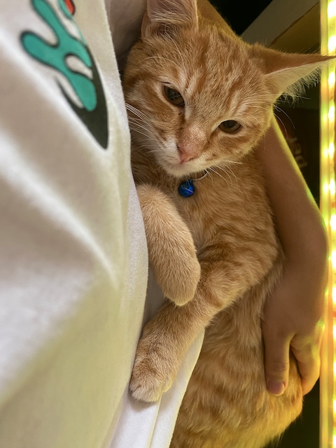 Ginger kittens for hot sale sale near me