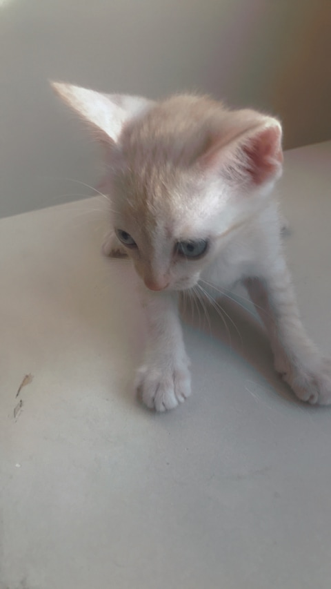 Kittens for best sale free near me