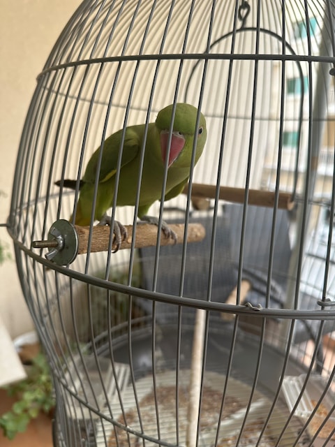 Parakeet adoption near hot sale me