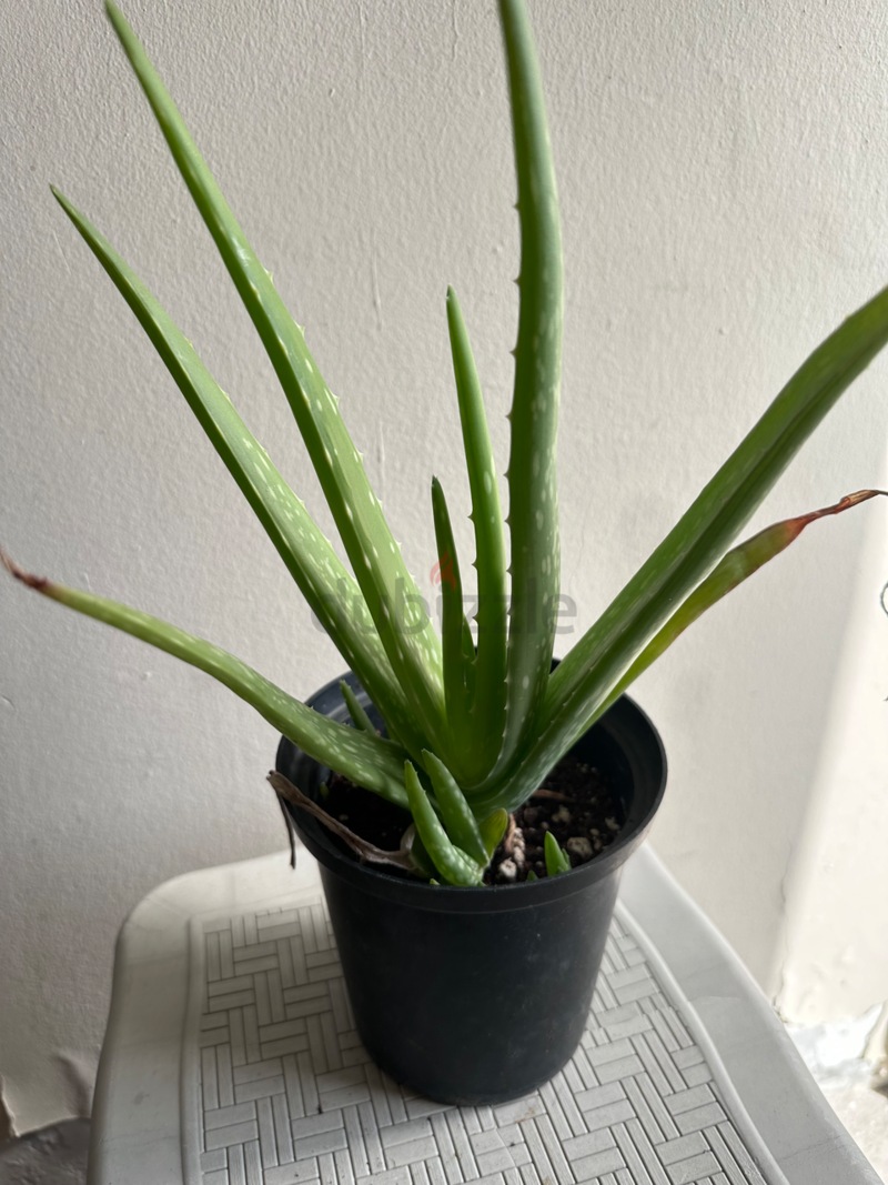 Small aloevera | dubizzle