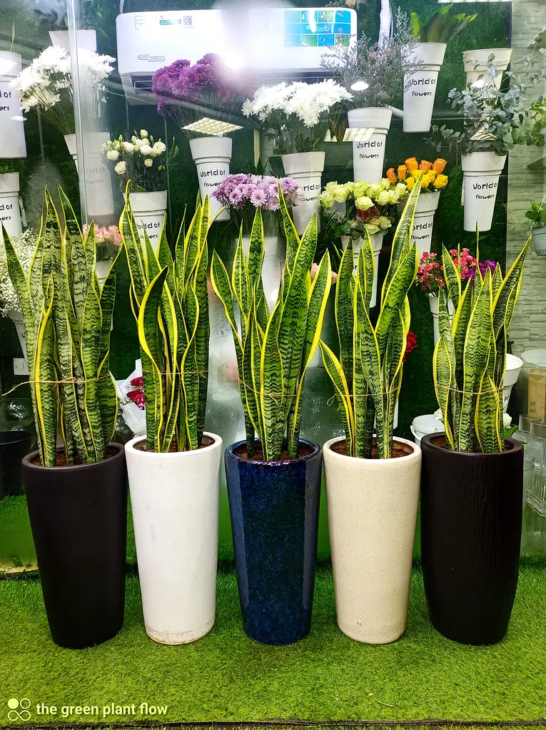 Snake plant indoor low maintenance plants