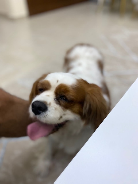 King Charles spaniel for foster