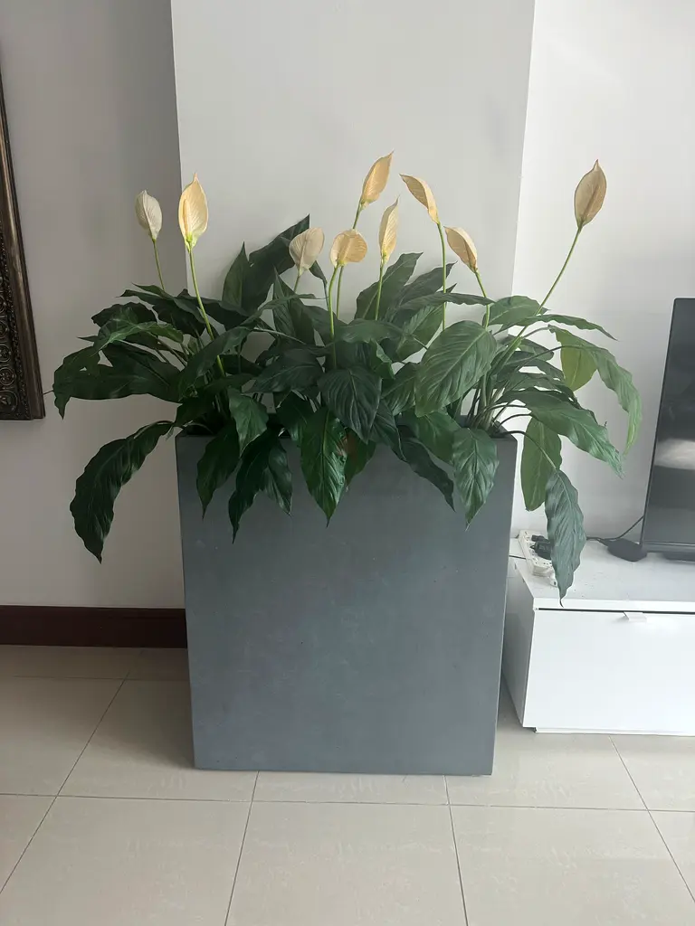 Plant pot, 3 faux plants