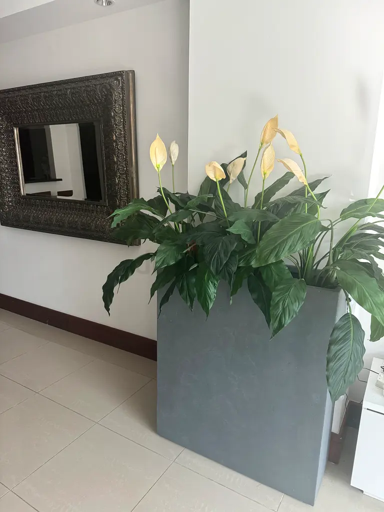 Plant pot, 3 faux plants