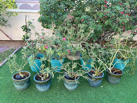Desert roses - Outdoor plants for sale