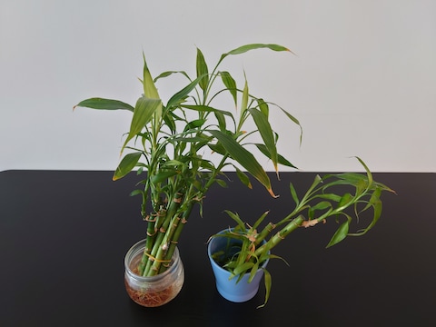 Small indoor plants Dracaena sanderiana