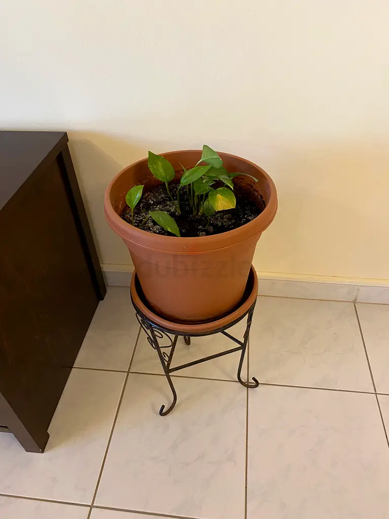 Plant with Pot and Stand