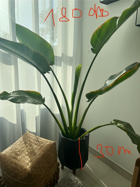 outdoor and indoor plants for sale