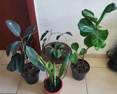 Take all 4  easy to take care indoor plants  140 dhs only  Fixed price