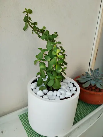 Dwarf Jade in White Pot