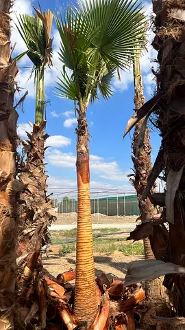 Washingtoniaia