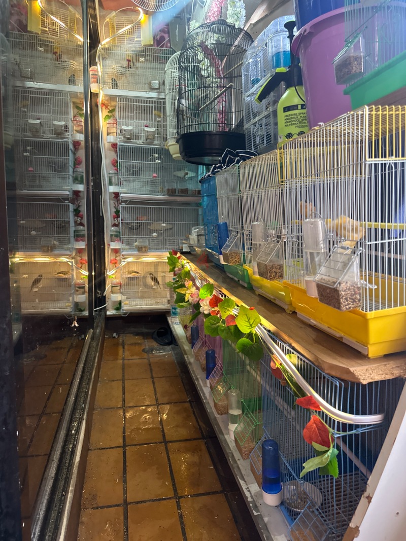 Canary and finches breeding setup for adoption | دوبيزل