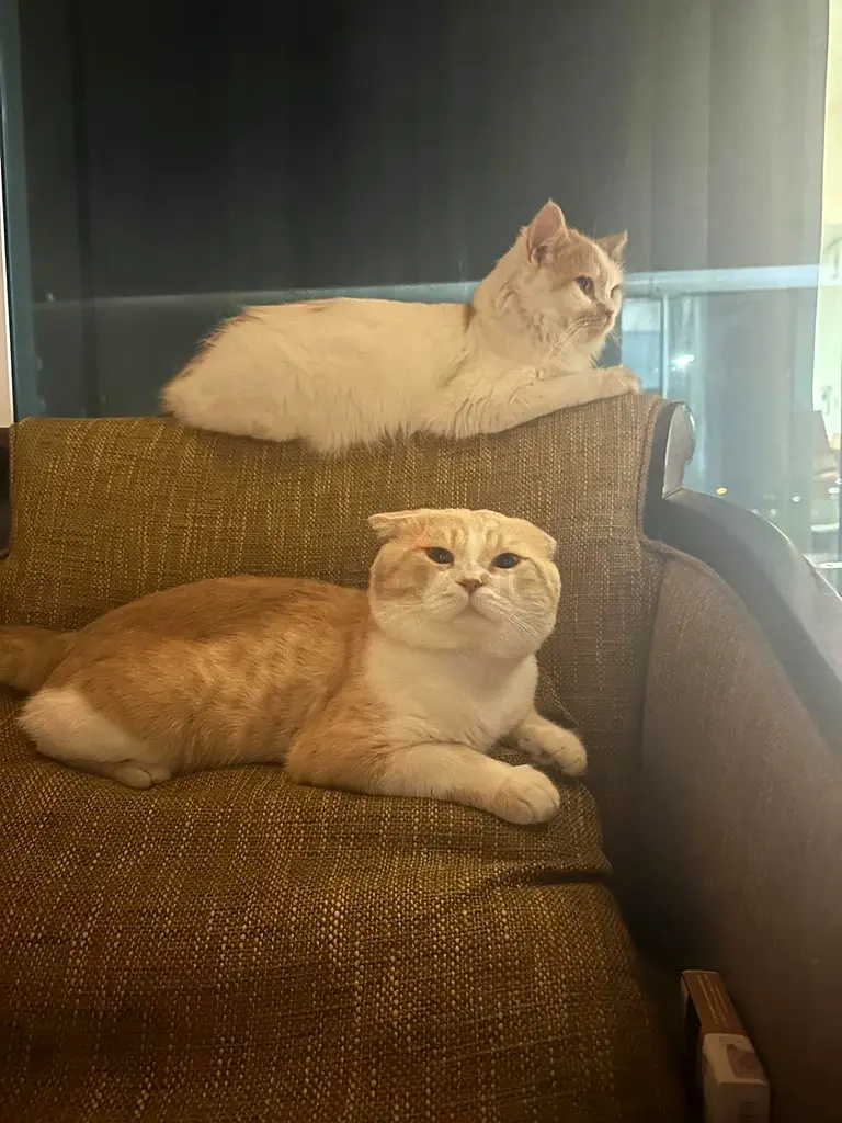 Persian and Scottish fold Cats for FREE with all cat items دوبيزل