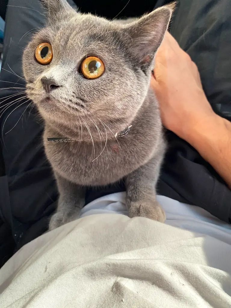 British Shorthair Female Cat for Adoption Spayed