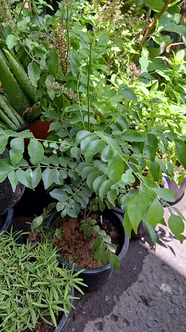 Potted Curry Plant
