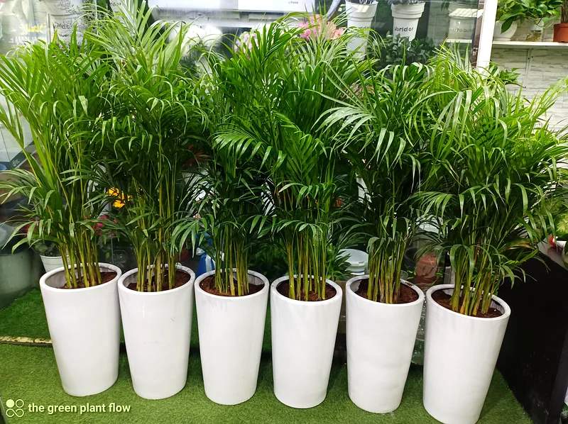 Areca palm indoor plant63219824106883111