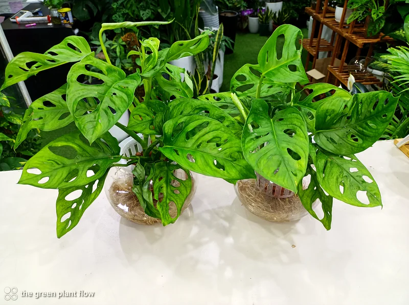 Monkey monstera hydroponic plants63219824100610111