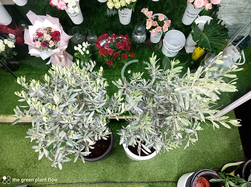 شجرة الزيتون نبات داخلي وخارجي63219337122433112