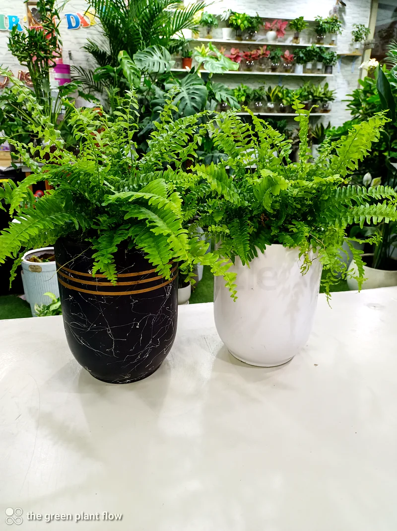 Boston Fern indoor plants63219824133249110