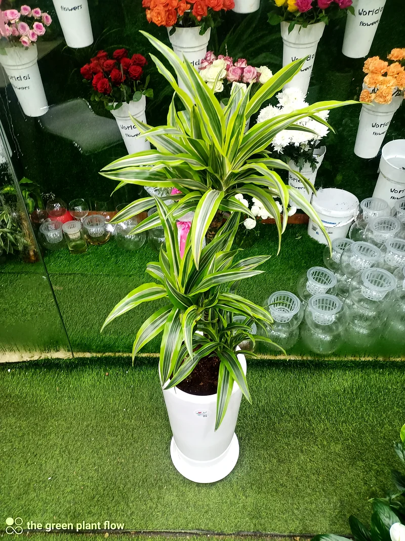 dracena lemon lime indoor plants63219824074243112
