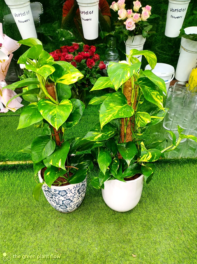 Money plant63219824113281111