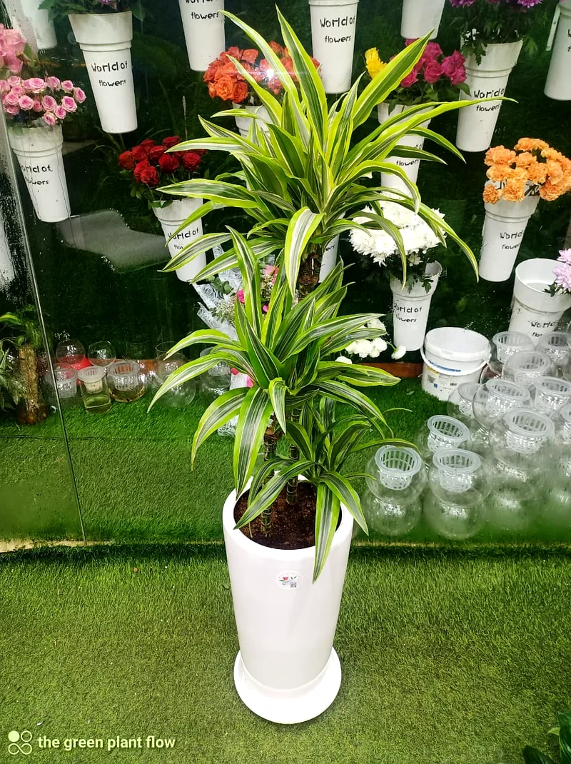 dracena lemon lime indoor plants63219824074243111