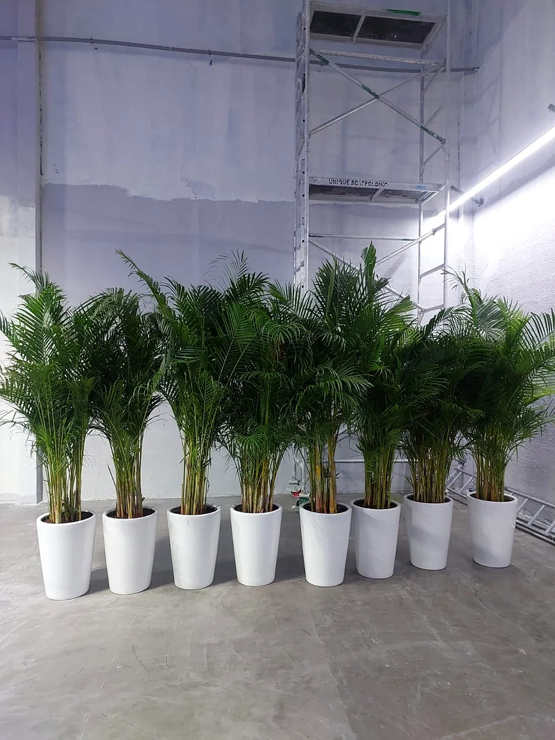 Areca palm indoor plant63219824106883112