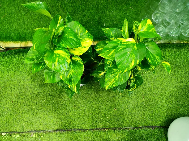 Money plant63219824113281112