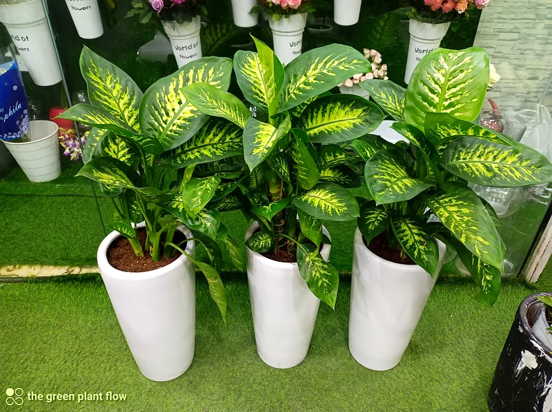 Dieffenbachia indoor plant63219824088449112
